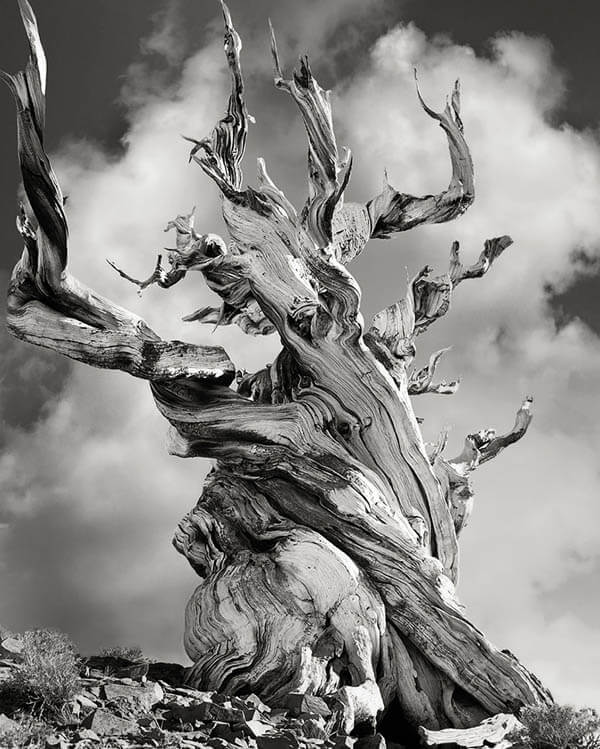 Portraits of Time: Breathtaking Photograph of the World’s Most Majestic Ancient Trees
