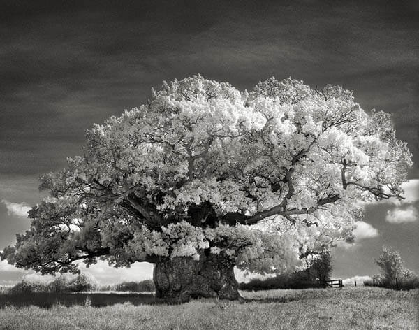 Portraits of Time: Breathtaking Photograph of the World’s Most Majestic Ancient Trees