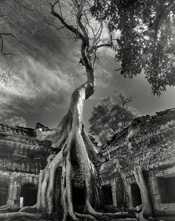 Portraits of Time: Breathtaking Photograph of the World’s Most Majestic Ancient Trees