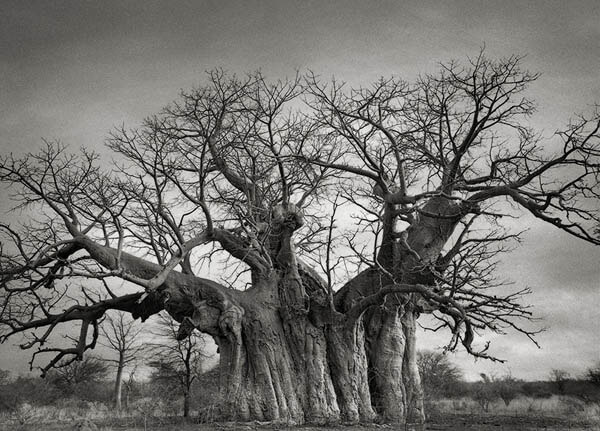 Portraits of Time: Breathtaking Photograph of the World’s Most Majestic Ancient Trees