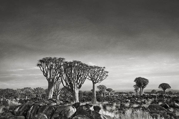 Portraits of Time: Breathtaking Photograph of the World’s Most Majestic Ancient Trees