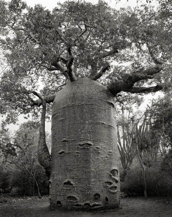 Portraits of Time: Breathtaking Photograph of the World’s Most Majestic Ancient Trees