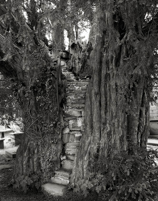 Portraits of Time: Breathtaking Photograph of the World’s Most Majestic Ancient Trees