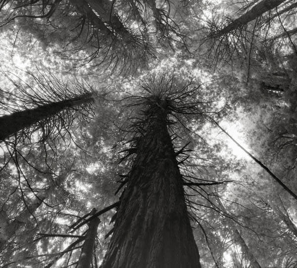 Portraits of Time: Breathtaking Photograph of the World’s Most Majestic Ancient Trees