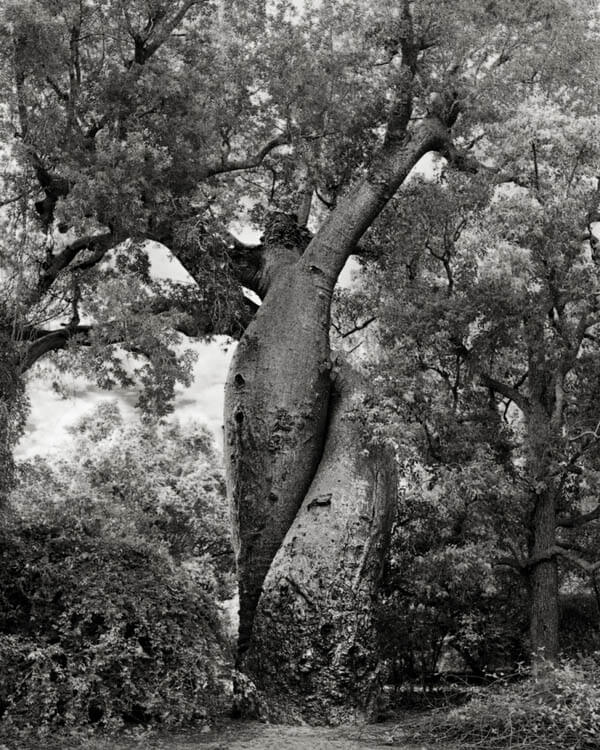 Portraits of Breathtaking Photograph of the World's Most Majestic Trees Design Swan