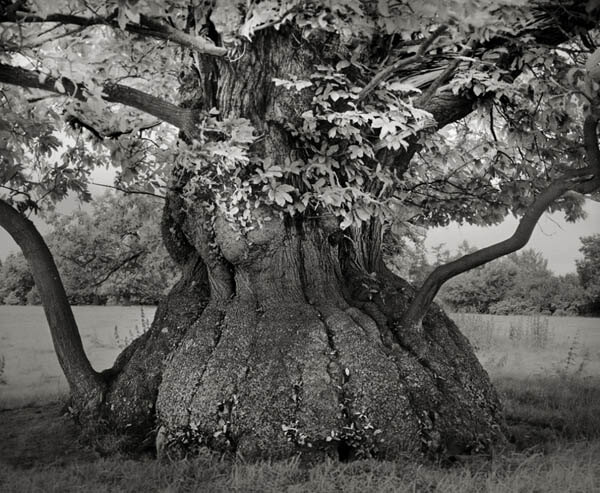 Portraits of Time: Breathtaking Photograph of the World’s Most Majestic Ancient Trees