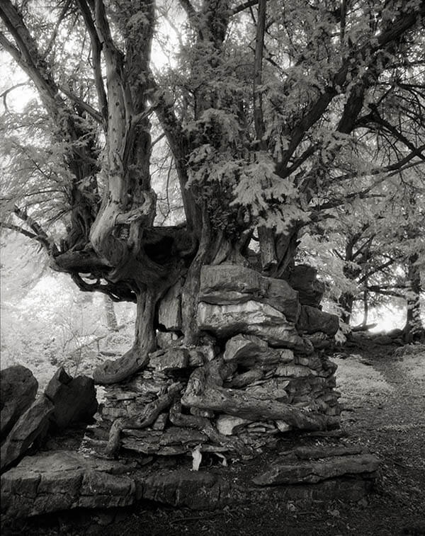 Portraits of Time: Breathtaking Photograph of the World’s Most Majestic Ancient Trees