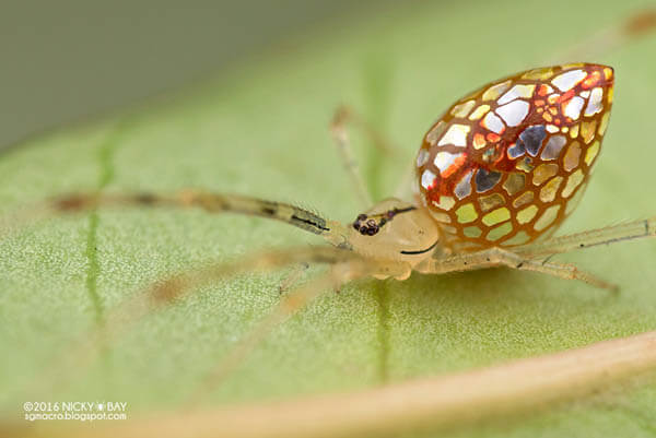 Mirror Spider: Spider with Silvery 'Scales' by Nicky Bay