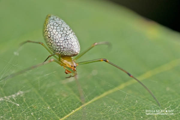 Mirror Spider: Spider with Silvery 'Scales' by Nicky Bay