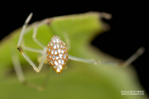 Mirror Spider: Spider with Silvery 'Scales' by Nicky Bay