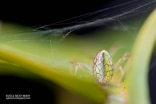 Mirror Spider: Spider with Silvery 'Scales' by Nicky Bay