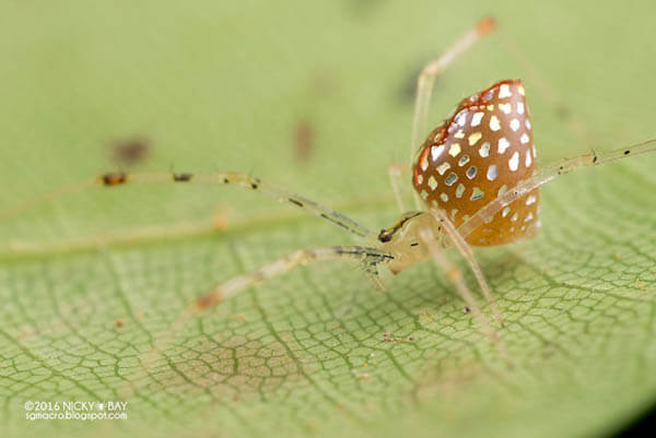 Mirror Spider: Spider with Silvery 'Scales' by Nicky Bay