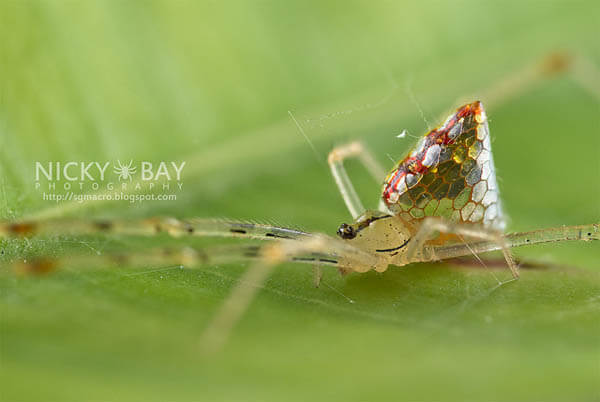 Mirror Spider: Spider with Silvery 'Scales' by Nicky Bay