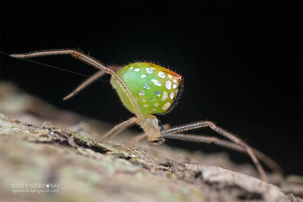 Mirror Spider: Spider with Silvery 'Scales' by Nicky Bay