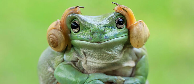Most Real Photos of Frogs by Tanto Yensen