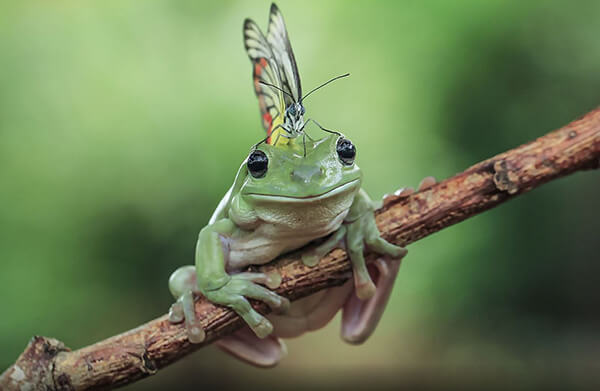 Most Photoshoped-like Real Photos of Frogs by Tanto Yensen