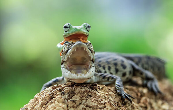 Most Photoshoped-like Real Photos of Frogs by Tanto Yensen