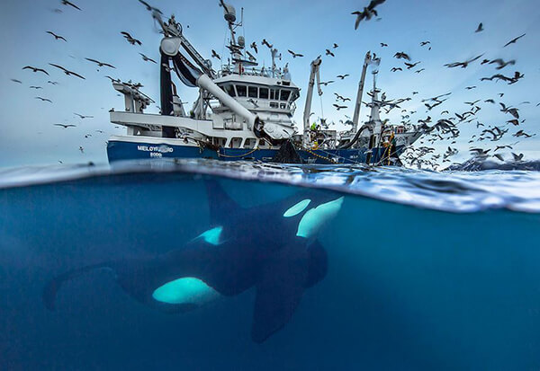 Magnificent Photos of Arctic Whales by Audun Rikardsen