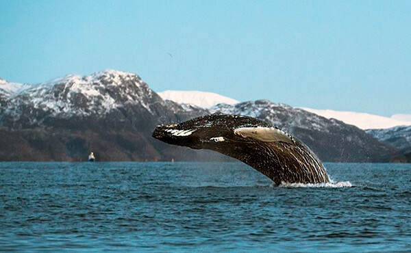 Magnificent Photos of Arctic Whales by Audun Rikardsen