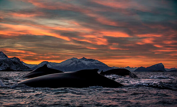 Magnificent Photos of Arctic Whales by Audun Rikardsen