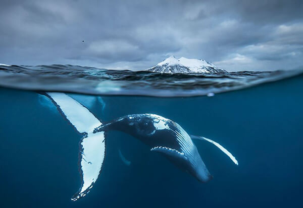 Magnificent Photos of Arctic Whales by Audun Rikardsen