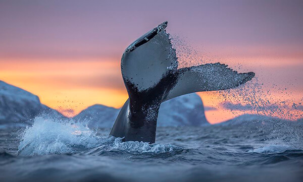 Magnificent Photos of Arctic Whales by Audun Rikardsen