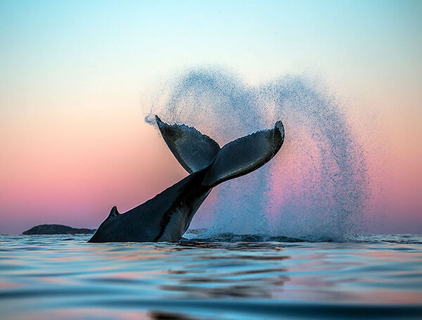 Magnificent Photos of Arctic Whales by Audun Rikardsen