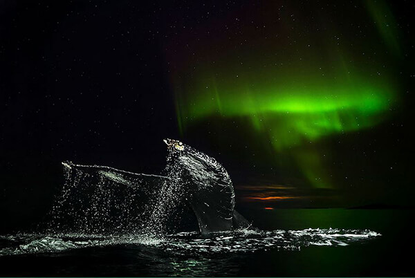 Magnificent Photos of Arctic Whales by Audun Rikardsen