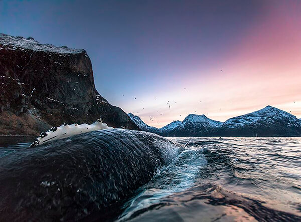 Magnificent Photos of Arctic Whales by Audun Rikardsen