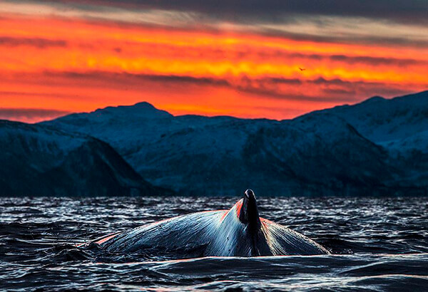 Magnificent Photos of Arctic Whales by Audun Rikardsen