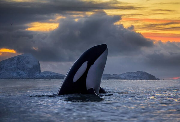 Magnificent Photos of Arctic Whales by Audun Rikardsen