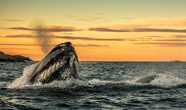 Magnificent Photos of Arctic Whales by Audun Rikardsen