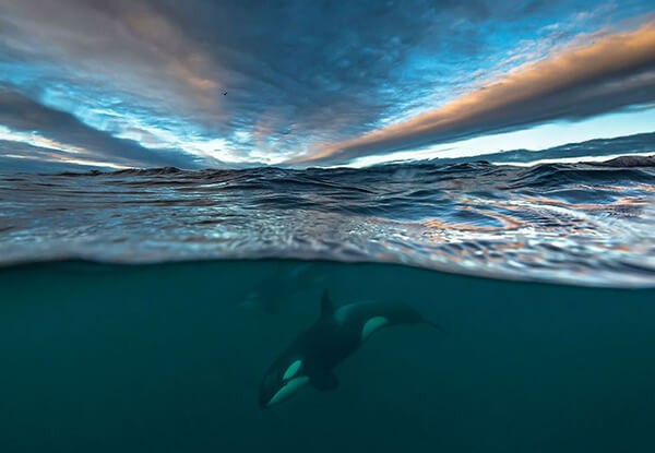 Magnificent Photos of Arctic Whales by Audun Rikardsen