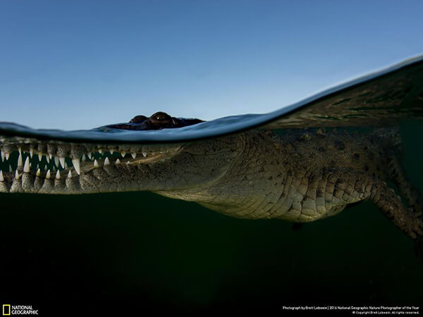 Best Photos for Animal Portraits from 2016 National Geographic Nature Photographer Contest