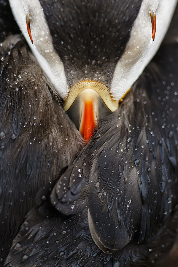 Best Photos for Animal Portraits from 2016 National Geographic Nature Photographer Contest