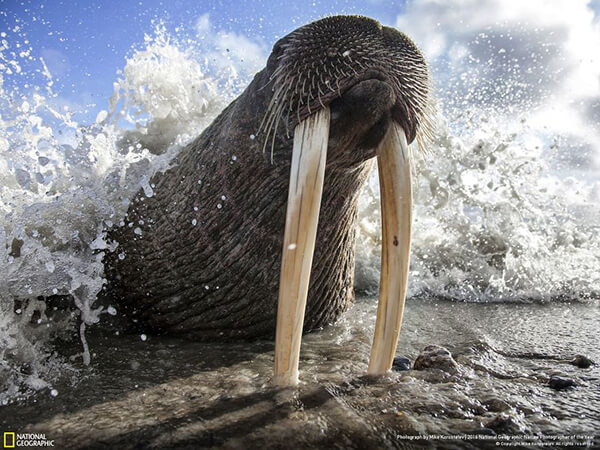 Best Photos for Animal Portraits from 2016 National Geographic Nature Photographer Contest