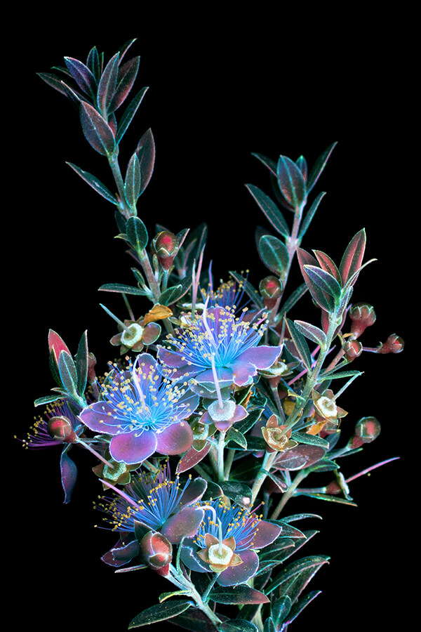 Incredible UVIVF Photography Make Flowers Glow