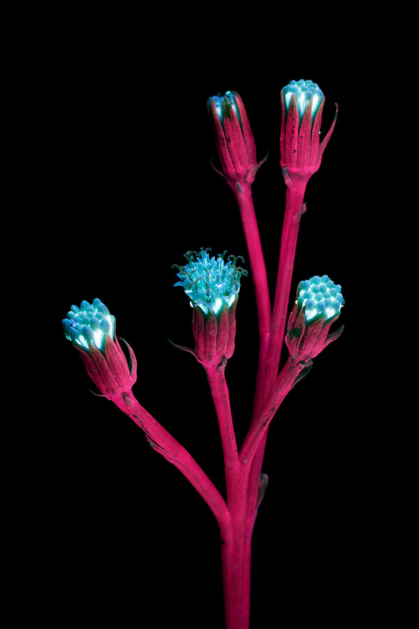 Incredible UVIVF Photography Make Flowers Glow