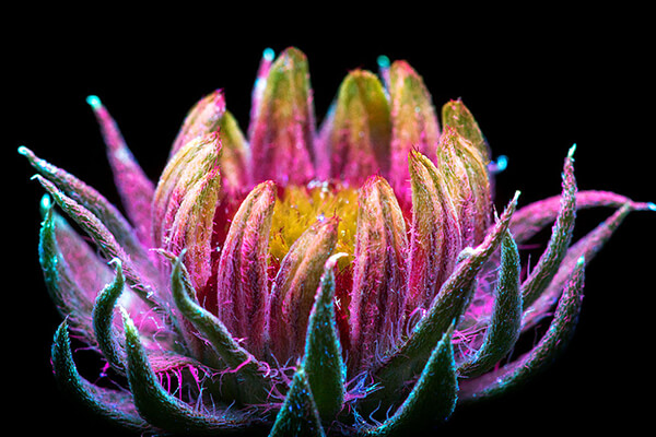 Incredible UVIVF Photography Make Flowers Glow