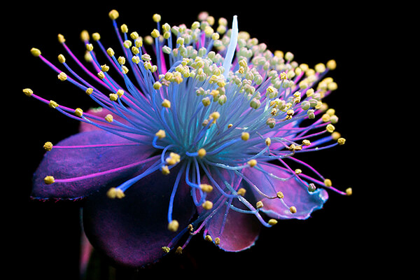 Incredible UVIVF Photography Make Flowers Glow