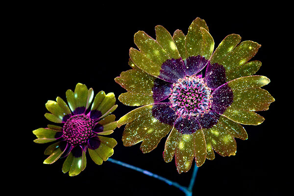 Incredible UVIVF Photography Make Flowers Glow