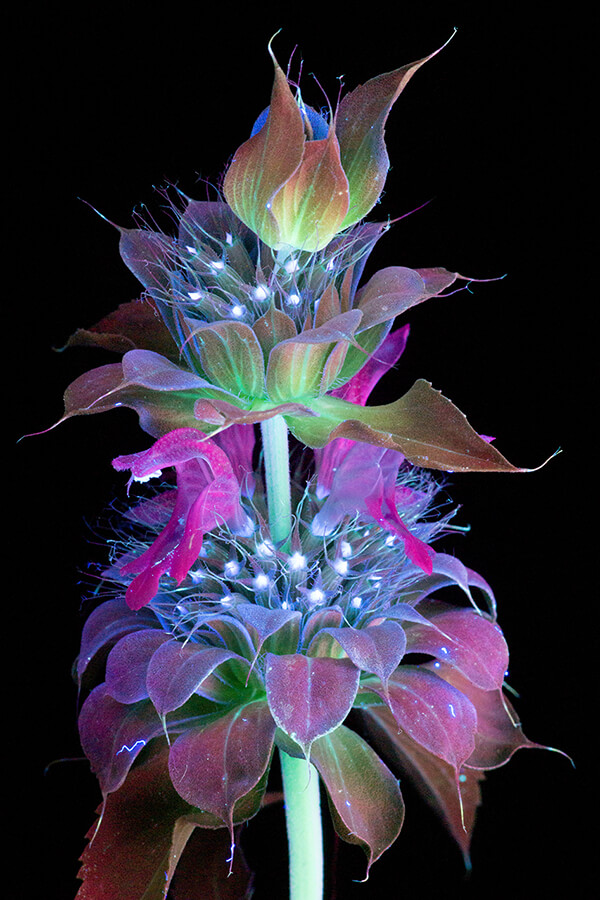 Incredible UVIVF Photography Make Flowers Glow