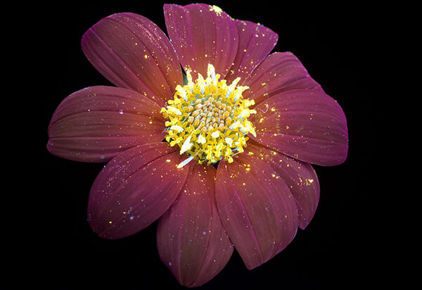 Incredible UVIVF Photography Make Flowers Glow