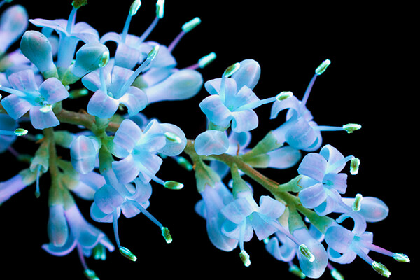 Incredible UVIVF Photography Make Flowers Glow