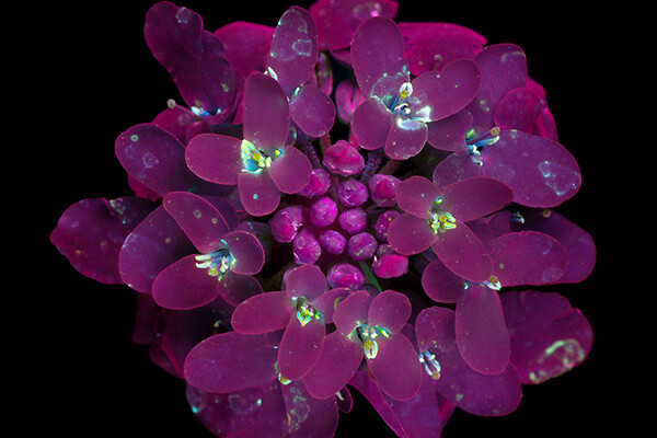 Incredible UVIVF Photography Make Flowers Glow