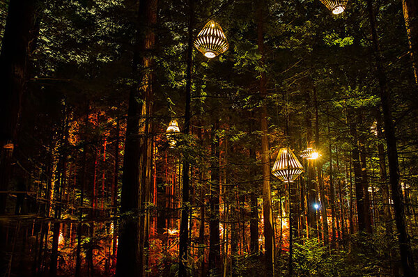 Sculptural Lights Have Been Added to Redwoods TreeWalk in New Zealand