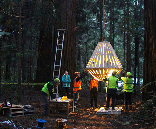Sculptural Lights Have Been Added to Redwoods TreeWalk in New Zealand