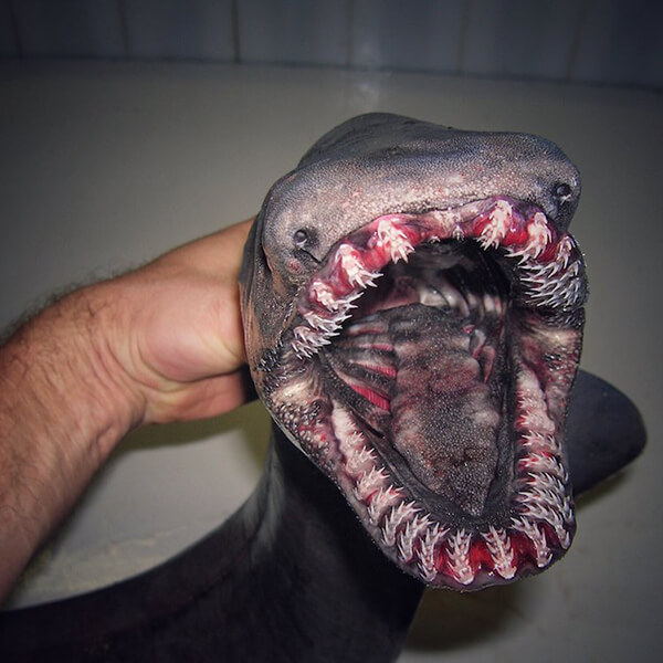 Photos of Alien-Like Fish Caught by Russian Deep Sea Fisherman 