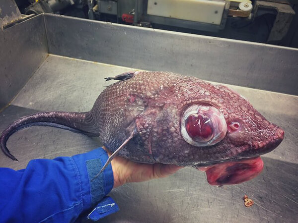 Photos of Alien-Like Fish Caught by Russian Deep Sea Fisherman 