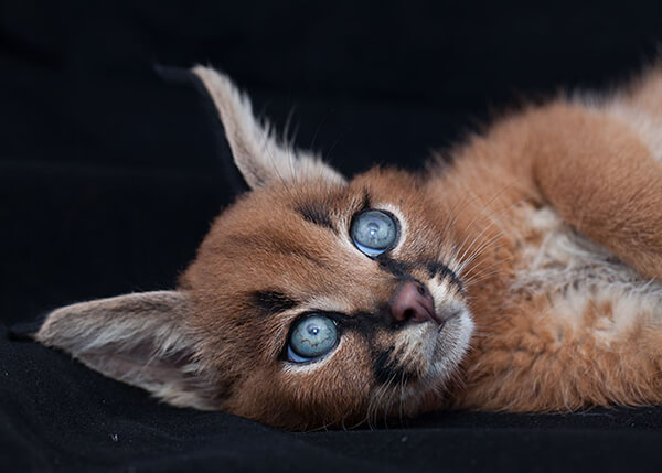 Meet Caracals: The Cutest Cat Species